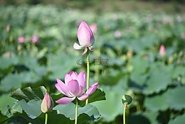 荷花,植物,花朵