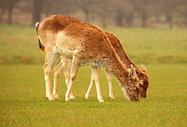 鹿,野生動物,動物
