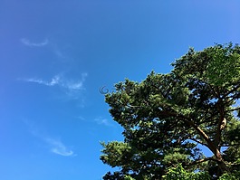 松,性質(zhì),天空