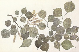 葉子,植物,自然