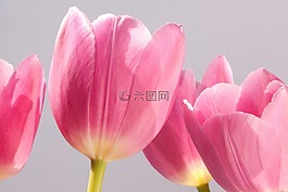 郁金香,百合,春天