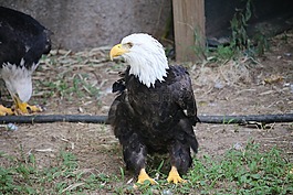 動物,鳥,野生動物