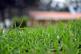 绿色,草,散景