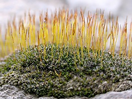 植物,moss,性質(zhì)