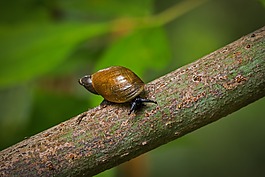 蝸牛,英寸,性質(zhì)
