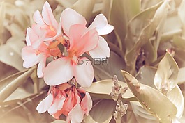 花的,植物,自然