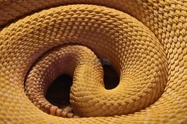 蛇,黃色,爬行動(dòng)物