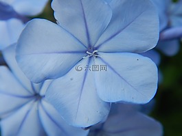 藍(lán)色的花,宏,開花