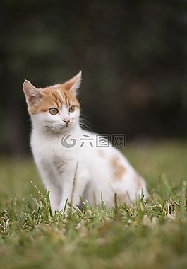 貓,動物,白