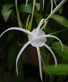 白,花,自然