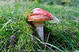 森林,菌,毒菌