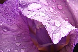 鳶尾花,花,雨滴