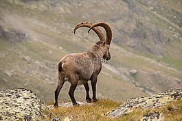 摩羯座,高山,野生動物