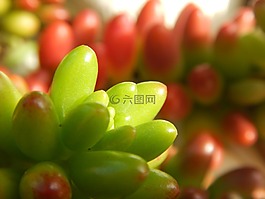 廠,紅色,綠色