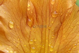 鳶尾花,花,雨滴