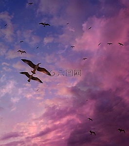 海鸥,天空,飞行