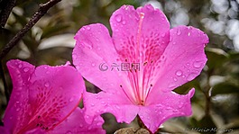 花卉,杜鵑花,性質(zhì)