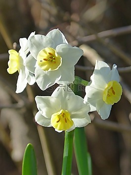 喇叭水仙,水仙花,florir