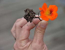 南非,廠,開花