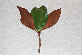 葉子,干,光明