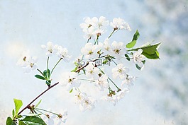 天空,花的,植物