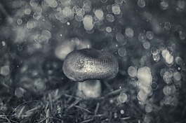 蘑菇,森林,蘑菇木