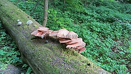 樹真菌,櫸木,森林