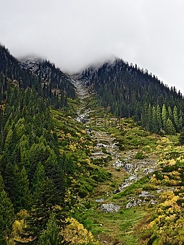 谷,清洗,森林