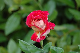 玫瑰,花,玫瑰花瓣