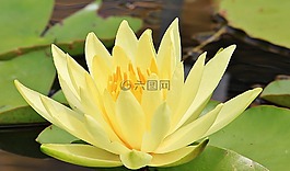 睡蓮,獨(dú)獨(dú)黃,水生植物