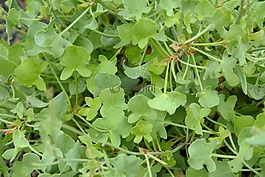 平葉歐芹,香菜,petroselinum 影響