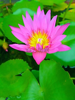 百合花,花,自然