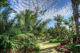 那不勒斯,植物,花園