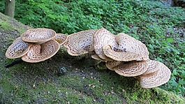 樹真菌,櫸木,森林