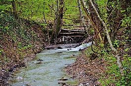 森林,水,步驟