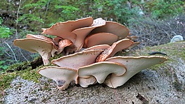 樹真菌,櫸木,森林