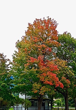 秋,葉子,紅色
