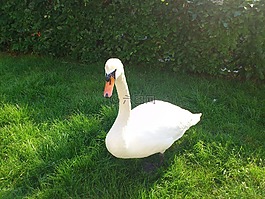 天鵝,鳥,動物