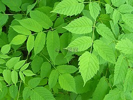 綠色,植物,攝影