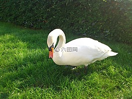天鵝,鳥,動物