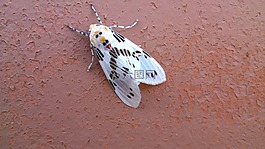 mariposa,昆虫,性质