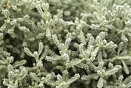 菊花期,矮灌木,布什