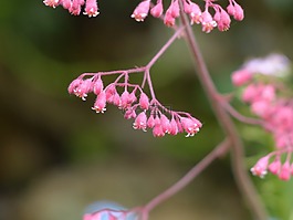 珊瑚的鐘聲,花,盛開(kāi)