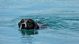 狗,漂浮,水