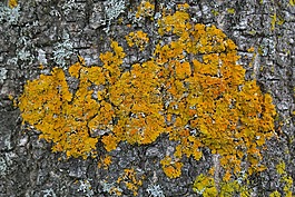 青苔,普通 gelbflechte,xanthoria parietina