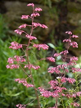 珊瑚的鐘聲,花,盛開(kāi)