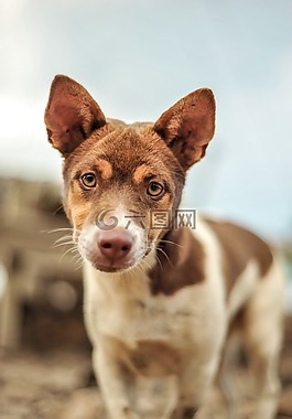動物,狗,單