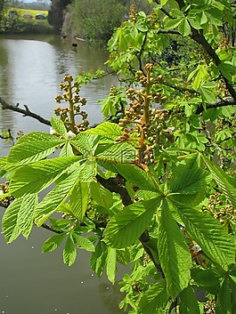 板栗開花,夏季,水
