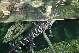 佛罗里达,水族馆,美国鳄鱼