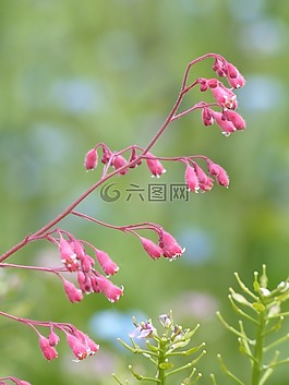珊瑚的鐘聲,花,盛開(kāi)